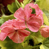 Pelargonium Sunset v. 10