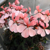 Pelargonium Steffens Blackie v.10
