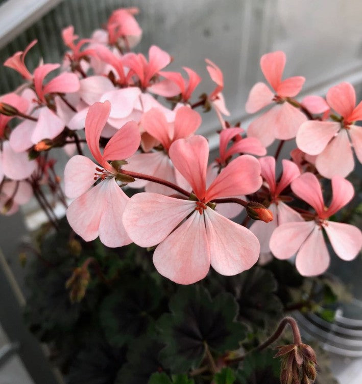 Pelargonium Steffens Blackie v.10