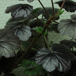 Pelargonium Steffens Blackie v.10
