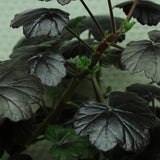 Pelargonium Steffens Blackie v.10