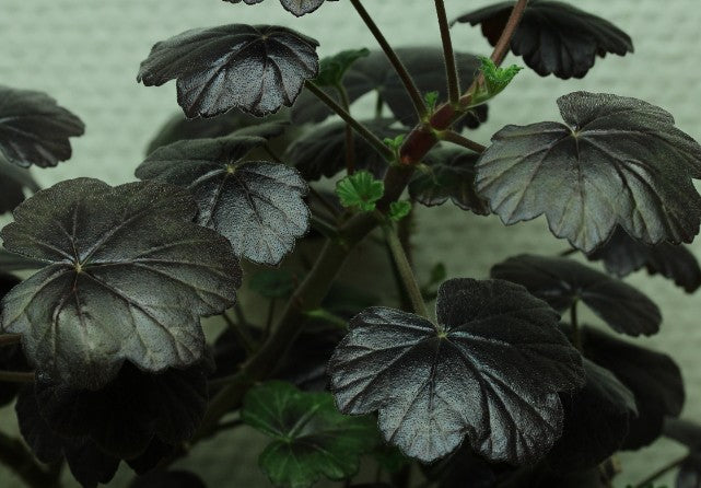 Pelargonium Steffens Blackie v.10