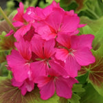 Pelargonium  Deanna Westwood v 10