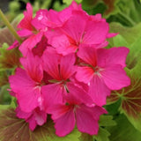 Pelargonium  Deanna Westwood v 10