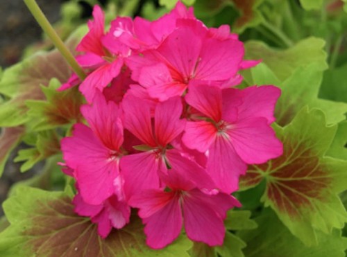 Pelargonium  Deanna Westwood v 10