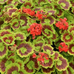 Pelargonium Golden Harry Hieover vaso 10