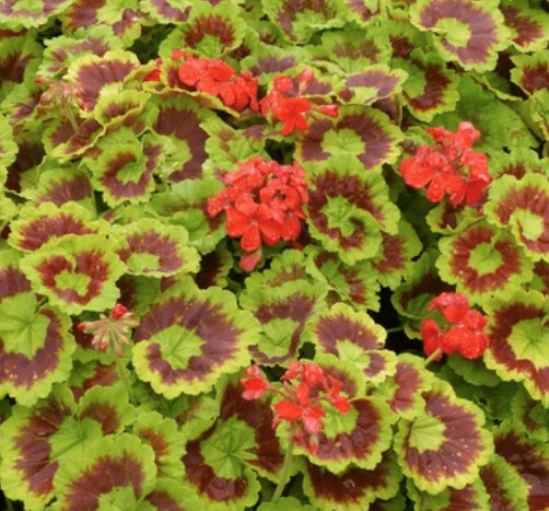 Pelargonium Golden Harry Hieover vaso 10