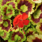 Pelargonium Golden Harry Hieover vaso 10