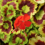 Pelargonium Golden Harry Hieover vaso 10