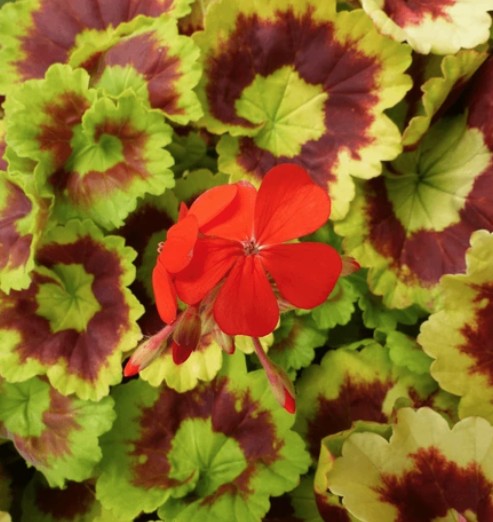 Pelargonium Golden Harry Hieover vaso 10