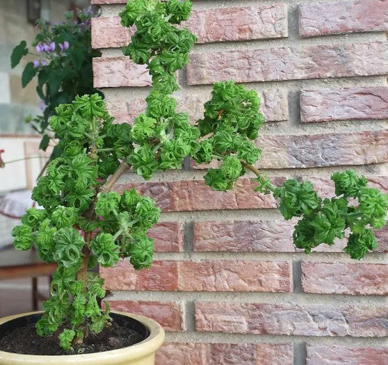 Pelargonium graveolens Bontrosai v. 10
