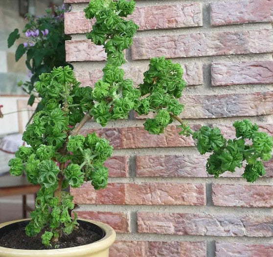 Pelargonium graveolens Bontrosai v. 10