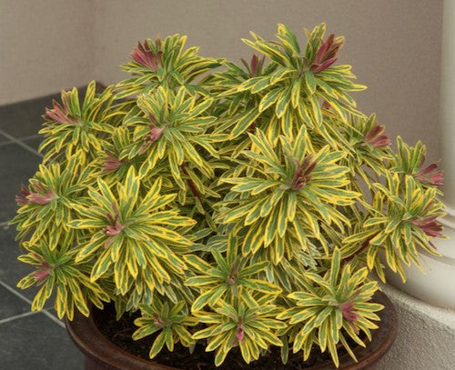 Euphorbia x martinii “Ascot Rainbow” vaso 14