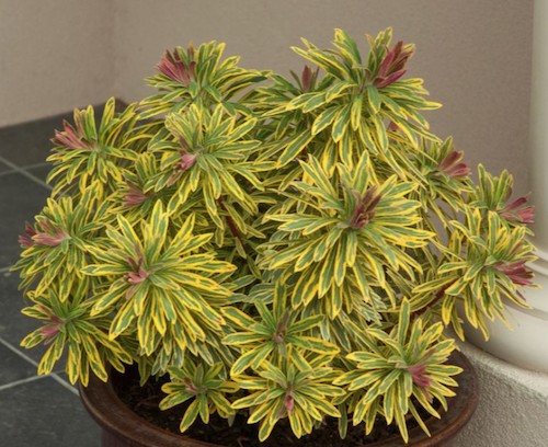 Euphorbia x martinii “Ascot Rainbow” vaso 14