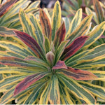 Euphorbia x martinii “Ascot Rainbow” vaso 14