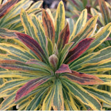 Euphorbia x martinii “Ascot Rainbow” vaso 14