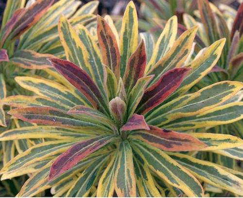 Euphorbia x martinii “Ascot Rainbow” vaso 14