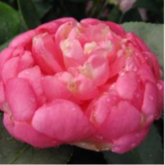 Camelia sasanqua Hellias  v.17/19