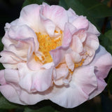 Camelia sasanqua High Fragrance v.18/19