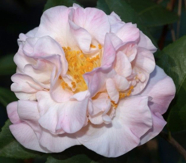 Camelia sasanqua High Fragrance v.18/19