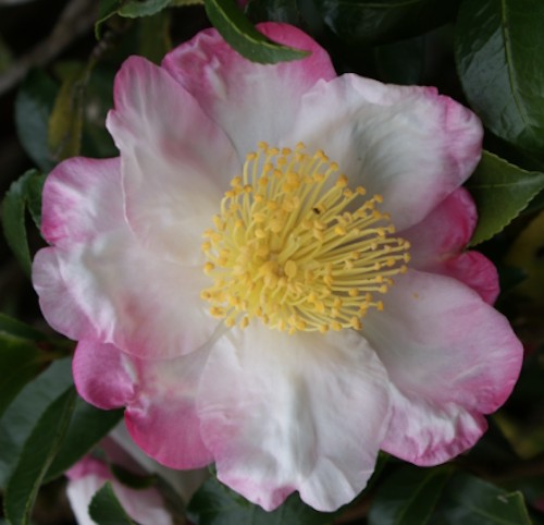 Camelia sasanqua HanaJiman v.19 cm.60/70