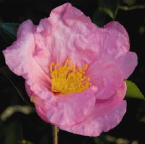 Camelia sasanqua HI-NO-HAKAMA v.19