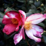 Camelia sasanqua Kamakura Shibori v 18/19