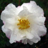 Camelia sasanqua La Roncola v 18/19