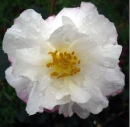 Camelia sasanqua La Roncola v 18/19