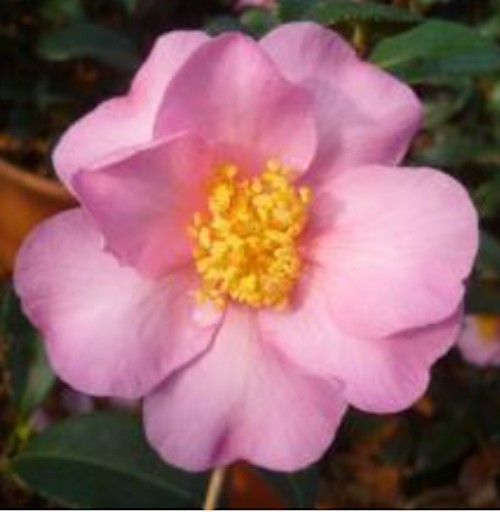 Camelia sasanqua Londontowne Blush v.18/19