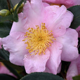 Camelia sasanqua Londontowne Blush v.18/19