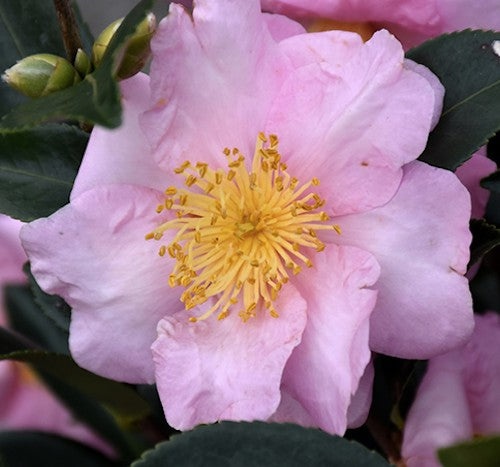 Camelia sasanqua Londontowne Blush v.18/19