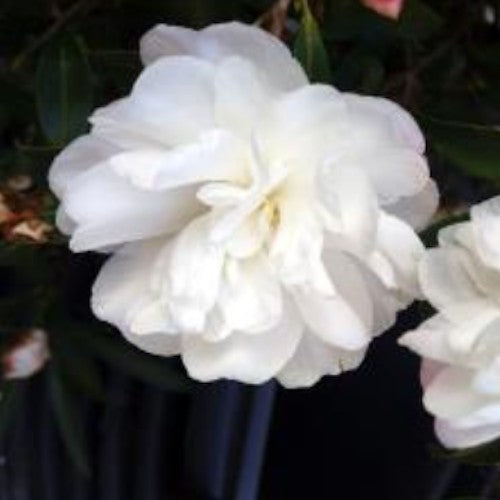 Camelia sasanqua Little Liane vaso 18