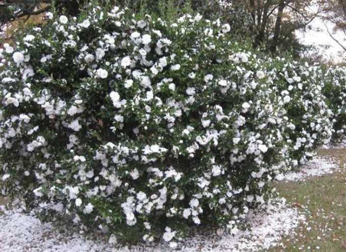Camelia sasanqua Mine no yuki