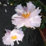 Camelia sasanqua Petite vaso 18/19