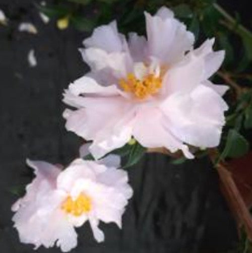 Camelia sasanqua Petite vaso 18/19