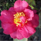 Camelia sasanqua Sekiyo v.18
