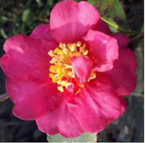 Camelia sasanqua Sekiyo v.18