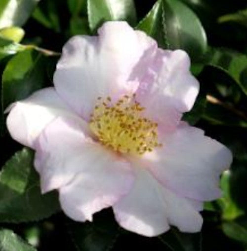 Camelia sasanqua Shel Pink v 18