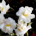 Camelia sasanqua Shirayuki-Hime cm. 50/60
