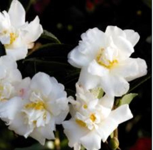 Camelia sasanqua Shirayuki-Hime cm. 50/60