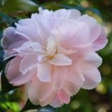 Camelia sasanqua Star Above Star v 18
