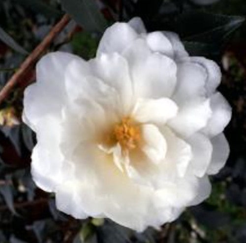 Camelia sasanqua Winter's  Snowman v. 18