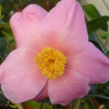 Camelia sasanqua Yobukodori v.18