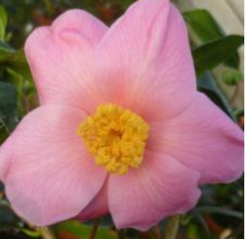 Camelia sasanqua Yobukodori v.18