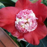 Camelia japonica Benten Kumagai v.18