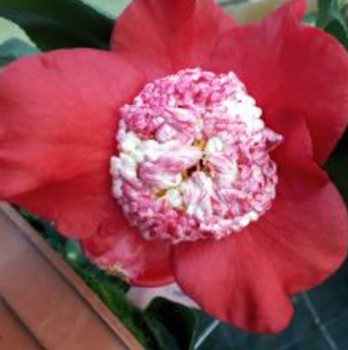 Camelia japonica Benten Kumagai v.18