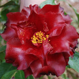 Camelia Japonica Black Magic v. 18