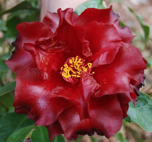 Camelia Japonica Black Magic v. 18