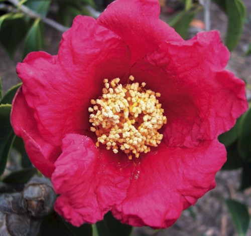 Camelia Chekiangoleosa v.18